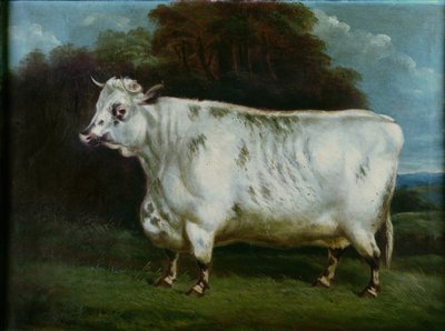 Une vache shorthorn - English School